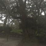 Wesley Oak