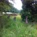 Looking at the overgrown graves. 