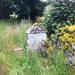 Grave in the overgrowth.