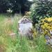 Grave in the overgrowth. 