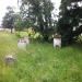 Graves.