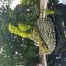 Atlanta Botanical Garden : kkeps's pic