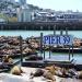 Sea Lions at Pier 39