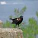 Red-winged Blackbird, Choptank River Fishing Pier, July 2006