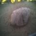 Plymouth Rock : romulusnr's pic