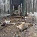 Two goats killed in the drone strike.