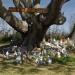 The Holly Hill Gnome Tree : tallturtle82's pic