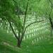 Arlington National Cemetery