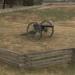 Civil War cannon at Stones River National Battlefield