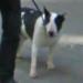 Bull Terrier