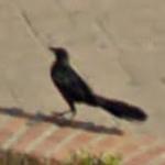 Bird (StreetView)