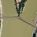 Margit Bridge