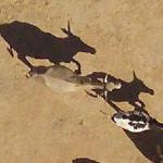 African cattle