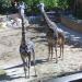 Giraffes