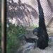 Siamang