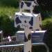 Cow Mailbox