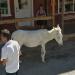 Donkey at Oatman