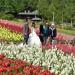 Wedding Party at Shikisai Hill