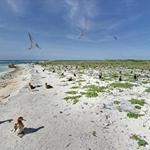 Albatrosses on Eastern Island