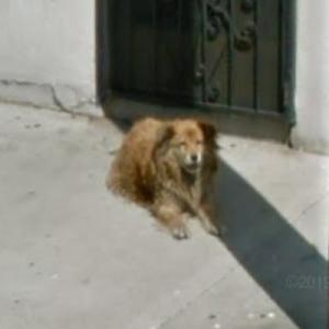 Sonya, the stray dog in Long Beach, CA - Virtual Globetrotting