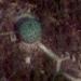 Radar Site