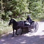 Mennonite Horse Drawn Cart