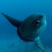 Google Maps Underwater (Ocean sunfish)