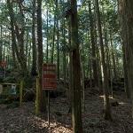 Aokigahara - Suicide Forest or Sea of Trees