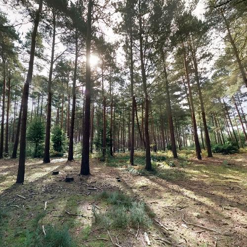 Bourne Woods Farnham Map Bourne Woods In Farnham, United Kingdom (Google Maps)