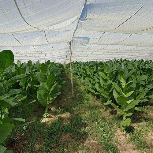 Alejandro Robaina Tobacco in San Luis, Cuba (Google Maps)