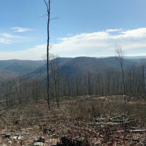 Tioga State Forest (StreetView)