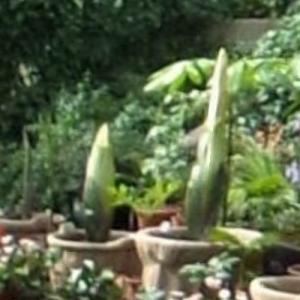 Two Amorphophallus Titanum, a.k.a. the titan arum at Kew Gardens (StreetView)