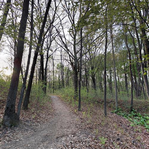 Albany Pine Bush in Albany, NY (Google Maps)