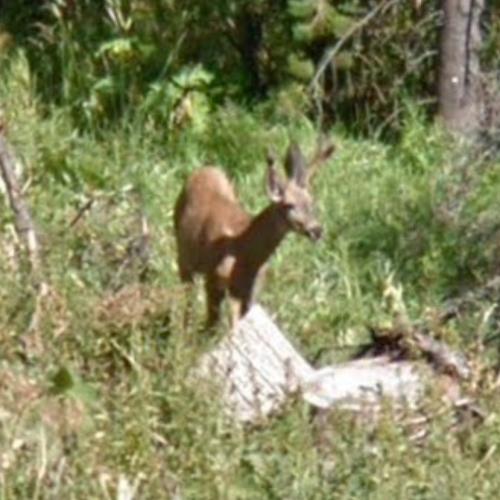 Deer in Yellowstone National Park, WY (Google Maps) (7)