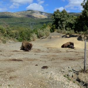 European Bison (StreetView)