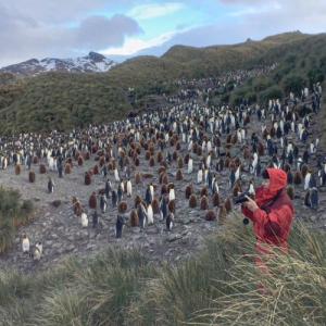 Colony of King Peniguins (StreetView)