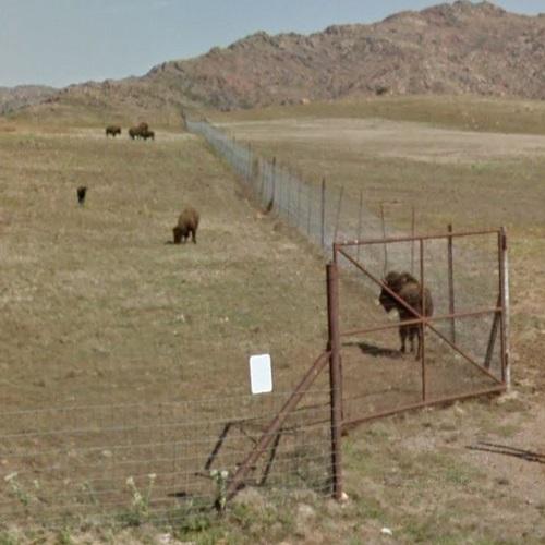 American Bison Wichita Mountains Wildlife Refuge in Fort Sill, OK