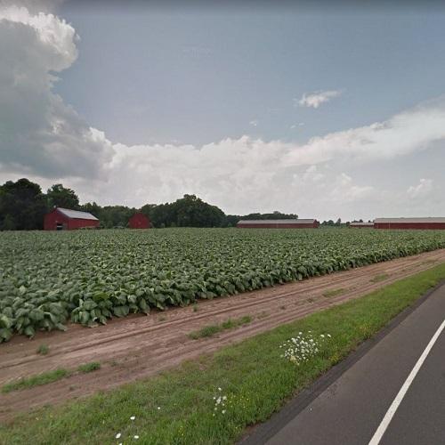 Connecticut broad leaf tobacco in Windsor Locks, CT Virtual Globetrotting