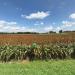 Malvern Hill Battlefield