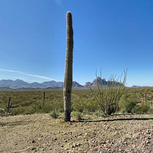 Ironwood Forest National Monument in Tucson, AZ (Google Maps)