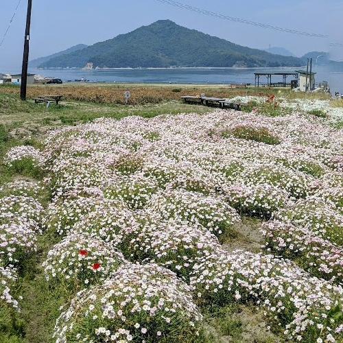 Sea of daisies in Urashima, Japan Virtual Globetrotting