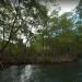 Mangroves in Los Haitises National Park