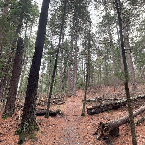 Lost 40 Scenic and Natural Area in Northome, MN Virtual Globetrotting