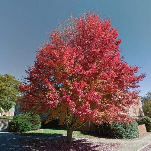 Beautiful tree in fall colors in Brevard, NC (Google Maps)