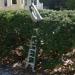 Guy falling off a ladder into a bush