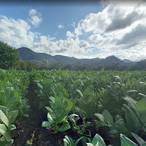 Condega tobacco field in Río Grande, Nicaragua (Google Maps)
