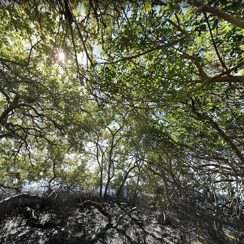 Mangrove canopy on Kalteux Key - Mangrove Canopy On Kalteux Key 