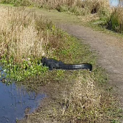 Alligator at Paynes Prairie Preserve - Alligator At Paynes Prairie Preserve State Park 