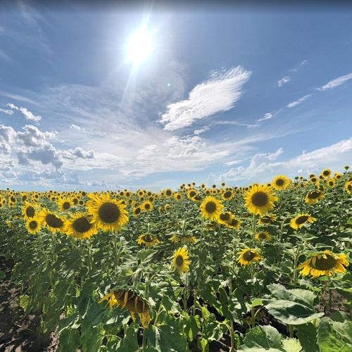 Sunflower Field in Spanish Lake, MO (Google Maps) (2)