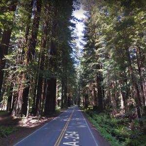 Avenue of the Giants in Eureka, CA - Virtual Globetrotting